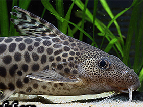 Фото Пантерный сом