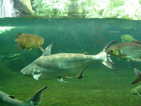 Фото Высокоплавничный пангасиус