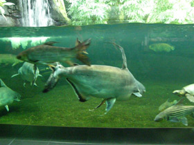 Фото Высокоплавничный пангасиус