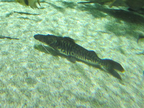 Фото Тигровая псевдоплатистома