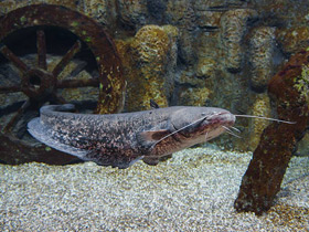 Смотреть фото Европейский сом Фото Европейский сом