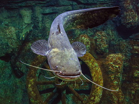 Смотреть фото Европейский сом Фото Европейский сом