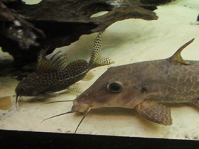 Смотреть фото Вуалевый синодонтис Фото Вуалевый синодонтис