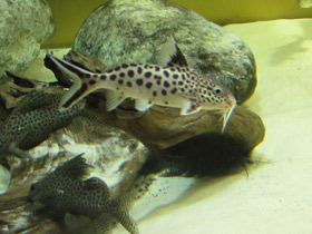 Фото Сом-кукушка