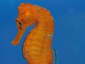 Фото Длинноносый конёк