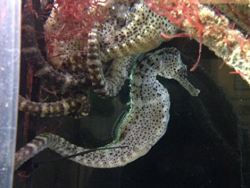 Фото Длинноносый конёк