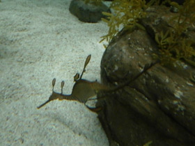 Смотреть фото Морской дракон обыкновенный Фото Морской дракон обыкновенный