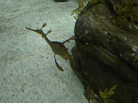 Смотреть фото Морской дракон обыкновенный Фото Морской дракон обыкновенный