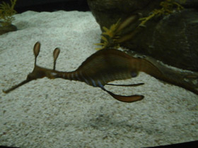 Смотреть фото Морской дракон обыкновенный Фото Морской дракон обыкновенный