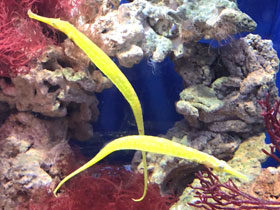 Фото Игла-aллигатор