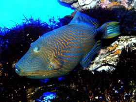 Оранжевополосый спинорог