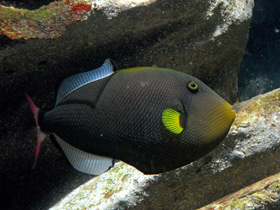 Фото Розовохвостый спинорог