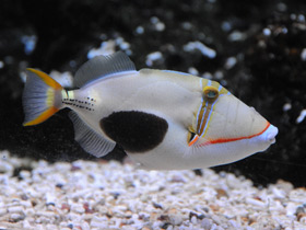 Фото Бородавчатый спинорог