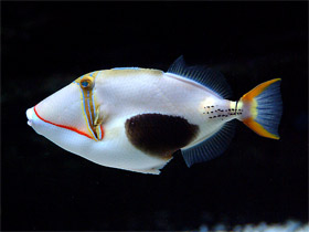 Фото Бородавчатый спинорог