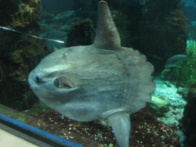 Фото Обыкновенная луна-рыба