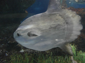 Фото Обыкновенная луна-рыба