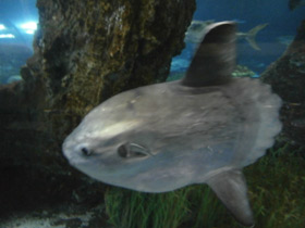 Фото Обыкновенная луна-рыба