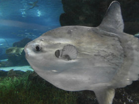 Фото Обыкновенная луна-рыба