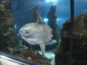 Фото Обыкновенная луна-рыба