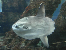 Фото Обыкновенная луна-рыба