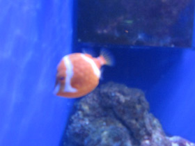 Смотреть фото Белополосый красный кузовок Фото Белополосый красный кузовок