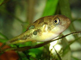 Фото Зелёный тетрадон – не для всех