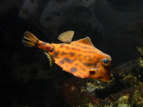 Фото Горбатый кузовок