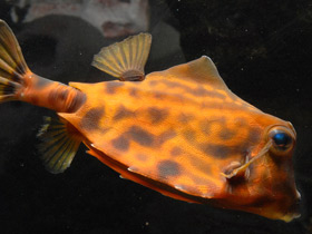 Фото Горбатый кузовок