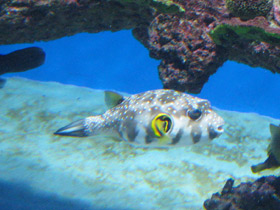 Смотреть фото Белопятнистый колючий аротрон Фото Белопятнистый колючий аротрон