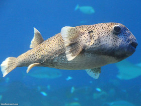 Фото Черноточечный аротрон