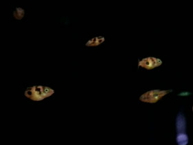 Смотреть фото Карликовый тетрадон Фото Карликовый тетрадон