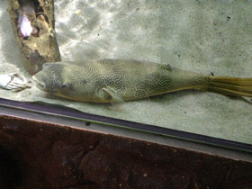 Смотреть фото Тетрадон мбу Фото Тетрадон мбу