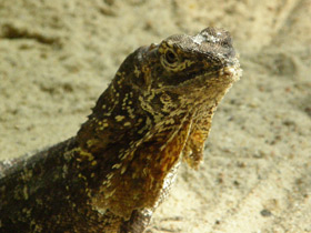 Фото Плащеносная ящерица