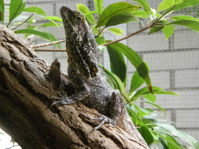 Фото Плащеносная ящерица