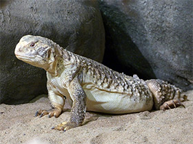 Фото Панцирный шипохвост