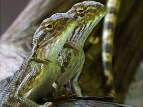Степная агама Степная агама