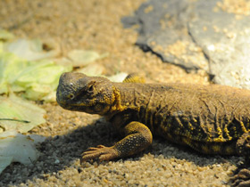 Египетский шипохвост