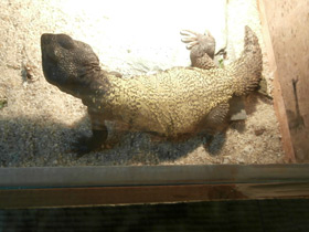 Смотреть фото Египетский шипохвост Фото Египетский шипохвост