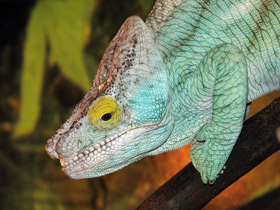 Фото Удивительные животные Мадагаскара. Часть 3