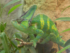 Смотреть фото Защитные рефлексы у животных Фото Защитные рефлексы у животных