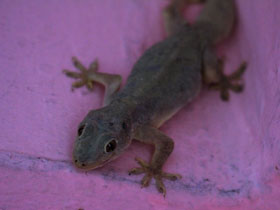 Смотреть фото Пятнистый геккон Фото Пятнистый геккон