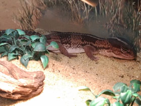 Смотреть фото Африканский толстохвостый геккон Фото Африканский толстохвостый геккон