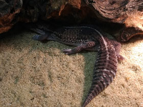 Смотреть фото Африканский толстохвостый геккон Фото Африканский толстохвостый геккон