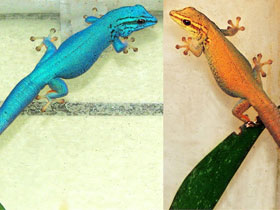 Фото Карликовый геккон Вильямса