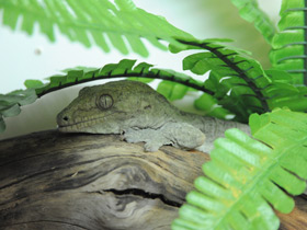 Гигантский геккон-бананоед