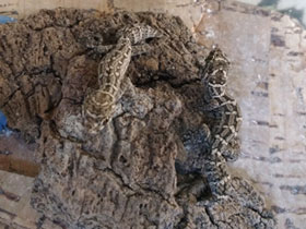 Смотреть фото Гадюковый геккон Фото Гадюковый геккон