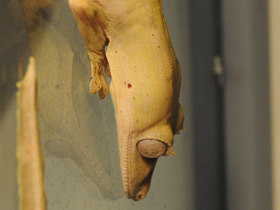 Фото Плоскохвостый геккон Эбенауи