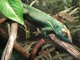 Фото Анолис-рыцарь