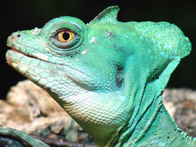 Фото Шлемоносный василиск