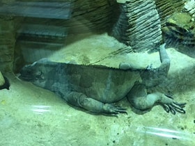 Смотреть фото Игуана-носорог Фото Игуана-носорог